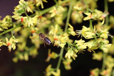 Koelreuteria paniculata - svitel latnatý - květy